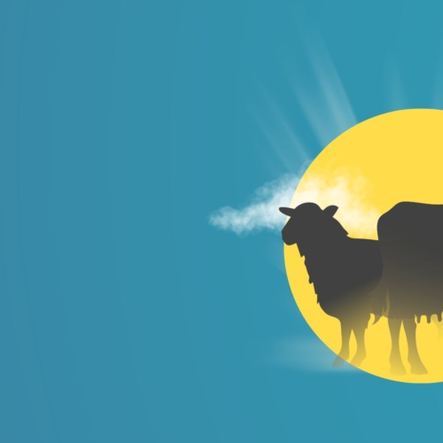 What is Qurbani? Meaning, Importance and How Your Sacrifice Changes Lives